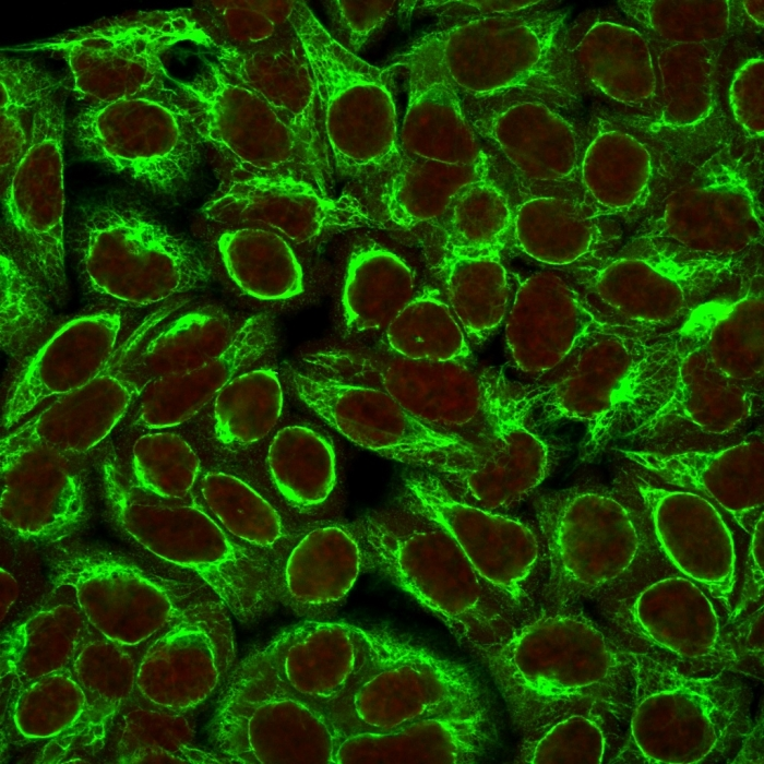 ICC/IF analysis of HeLa cells using GTX34666 Cytokeratin 8 antibody [K8/383]. Green : Primary antibody Red : nucleus