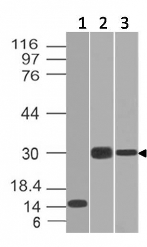 WB analysis of recombinant Elastase 3B protein, Panc-28, and PANC1 cell lysates using GTX34685 Elastase 3B antibody [CELA3B/1218].