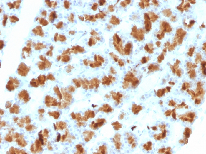 IHC-P analysis of rat pancreas tissue using GTX34687 Elastase 3B antibody [CELA3B/1257].