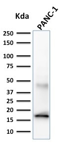 WB analysis of PANC-1 cell lysate using GTX34687 Elastase 3B antibody [CELA3B/1257].