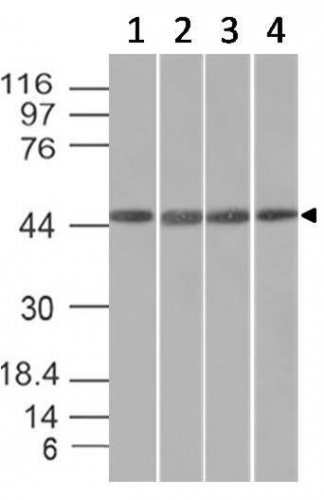 WB analysis of HeLa, HepG2, HEK293, and K562 cell lysates using GTX34689 EMI1 antibody [EMI1/1176].