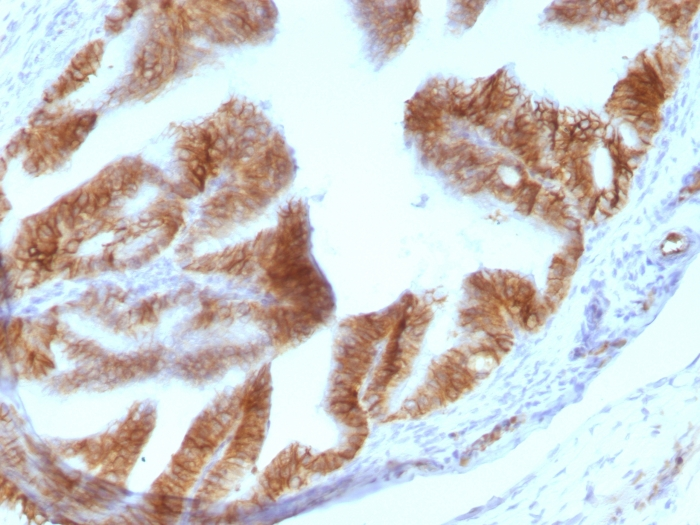 IHC-P analysis of rat oviduct tissue using GTX34691 EpCAM antibody [EGP40/1110].
