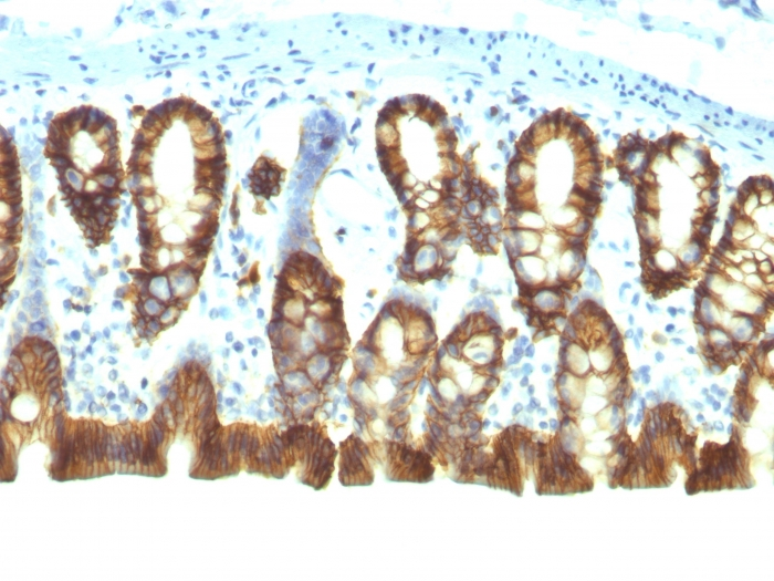 IHC-P analysis of rat colon tissue using GTX34691 EpCAM antibody [EGP40/1110].