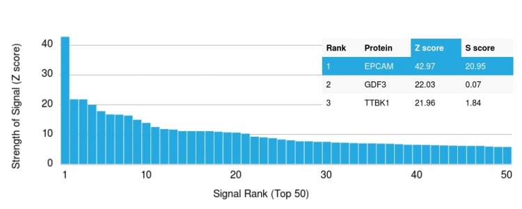Analysis of Protein Array containing more than 19,000 full-length human proteins using EpCAM Mouse Monoclonal Antibody (EGP40/1110). Z- and S- Score: The Z-score represents the strength of a signal that a monoclonal antibody produces when binding to a particular protein on the HuProtTM array. Z-scores are described in units of standard deviations (SDs) above the mean value of all signals generated on that array. If targets on HuProtTM are arranged in descending order of the Z-score, the S-score is the difference (also in units of SDs) between the Z-score. S-score therefore represents the relative target specificity of a Monoclonal Antibody to its intended target. A Monoclonal Antibody is considered to specific to its intended target if the Monoclonal Antibody has an S-score of at least 2.5. For example, if a Monoclonal Antibody binds to protein X with a Z-score of 43 and to protein Y with a Z-score of 14, then the S-score for the binding of that Monoclonal Antibody to protein X is equal to 29.
