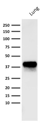 WB analysis of human lung tissue lysate using GTX34706 EpCAM antibody [PAN-EpCAM (Cocktail)].