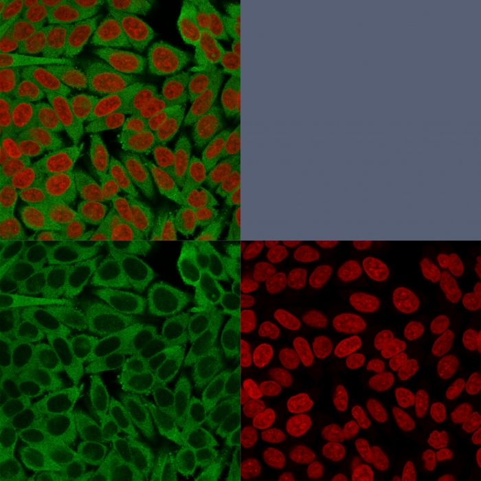 ICC/IF analysis of HeLa cells using GTX34717 Fascin 1 antibody [FSCN1/416]. Green : Primary antibody Red : nucleus
