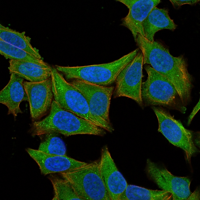 ICC/IF analysis of HeLa cells using GTX34719 Fascin 1 antibody [SPM133]. Green : Primary antibody Red : Phalloidin Blue : nuclear counterstain