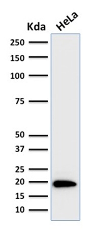 WB analysis of HeLa cell lysate using GTX34722 Ferritin Light Chain antibody [FTL/1386].