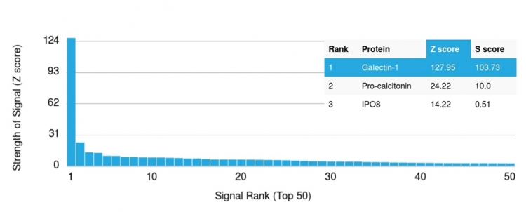 Analysis of Protein Array containing more than 19,000 full-length human proteins using Galectin-1 Monospecific Mouse Monoclonal Antibody (GAL1/1831). Z- and S- Score: The Z-score represents the strength of a signal that a monoclonal antibody produces when binding to a particular protein on the HuProtTM array. Z-scores are described in units of standard deviations (SDs) above the mean value of all signals generated on that array. If targets on HuProtTM are arranged in descending order of the Z-score, the S-score is the difference (also in units of SDs) between the Z-score. S-score therefore represents the relative target specificity of a Monoclonal Antibody to its intended target. A Monoclonal Antibody is considered to specific to its intended target if the Monoclonal Antibody has an S-score of at least 2.5. For example, if a Monoclonal Antibody binds to protein X with a Z-score of 43 and to protein Y with a Z-score of 14, then the S-score for the binding of that Monoclonal Antibody to protein X is equal to 29.