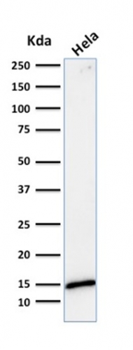 WB analysis of HeLa cell lysate using GTX34746 Galectin 1 antibody [GAL1/1831].