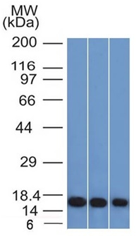 WB analysis of HeLa, K562, and 293 cell lysates using GTX34746 Galectin 1 antibody [GAL1/1831].