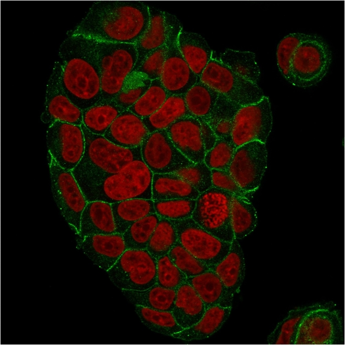 ICC/IF analysis of paraformaldehyde-fixed MCF-7 cells using GTX34752 gamma Catenin antibody [CTNG/1664]. Green : Primary antibody Red : nucleus