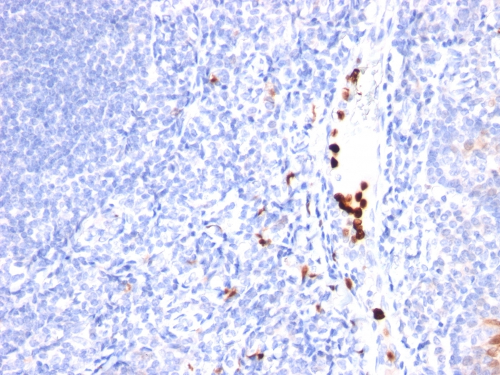 Formalin-fixed,paraffin-embedded human Tonsil stained with G-CSF Monoclonal Antibody (SPM468).