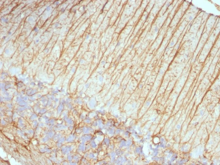 IHC-P analysis of rat cerebellum tissue using GTX34758 GFAP antibody [ASTRO/789].