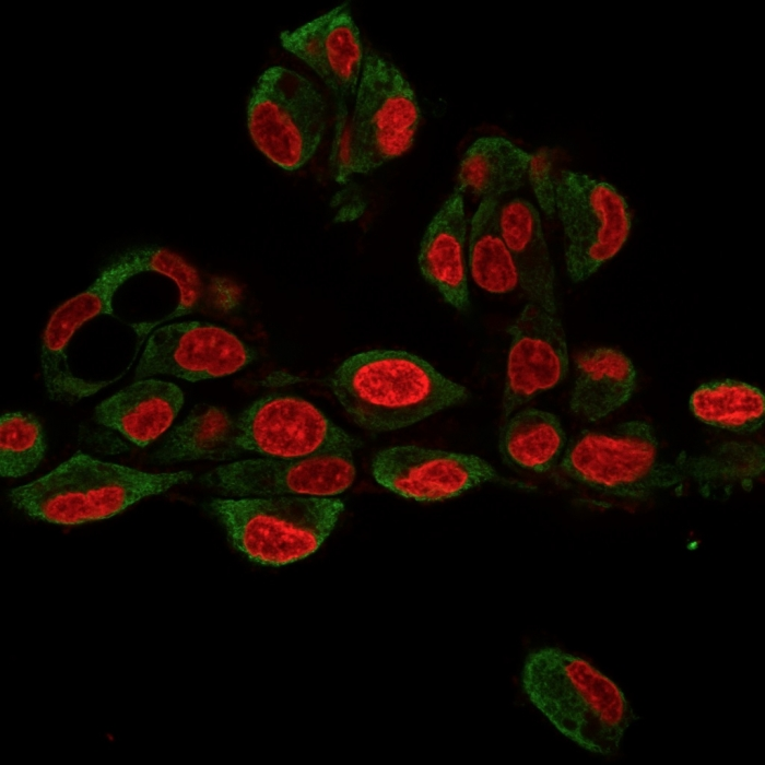 ICC/IF analysis of HepG2 cells using GTX34771 GRP94 antibody [9G10.F8.2]. Green : Primary antibody Red : nucleus