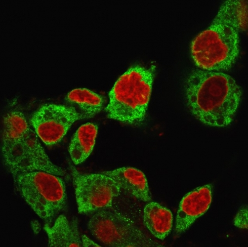 ICC/IF analysis of HepG2 cells using GTX34772 GRP94 antibody [SPM249]. Green : Primary antibody Red : nucleus