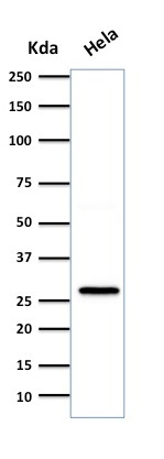 WB analysis of HeLa cell lysate using GTX34782 HSP27 antibody [SPM252].