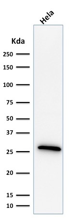 WB analysis of HeLa cell lysate using GTX34784 HSP27 antibody [G3.1].