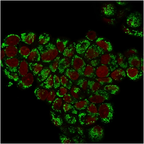 ICC/IF analysis of PFA-fixed MCF-7 cells using GTX34785 HSP60 antibody [LK1]. Green : Primary antibody Red : nucleus