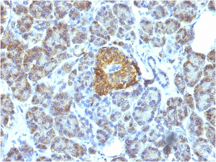 IHC-P analysis of human pancreas tissue using GTX34785 HSP60 antibody [LK1].
