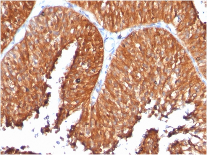 Formalin-fixed,paraffin-embedded human Pancreas stained with HSP60 Monoclonal Antibody (SPM253).