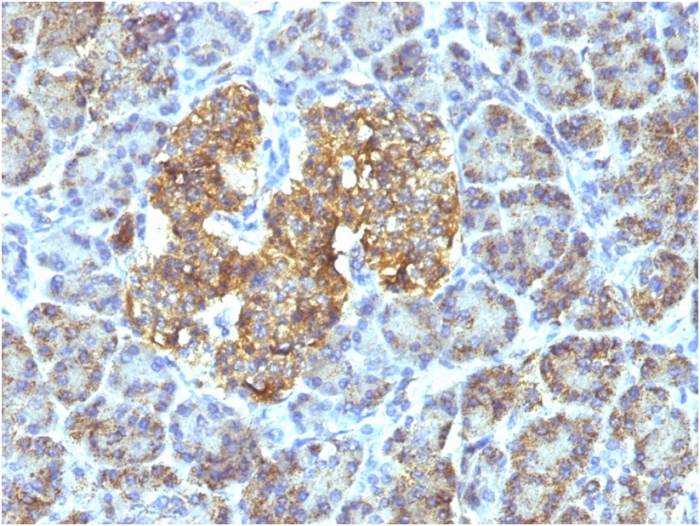 IHC-P analysis of human pancreas tissue using GTX34786 HSP60 antibody [SPM253].