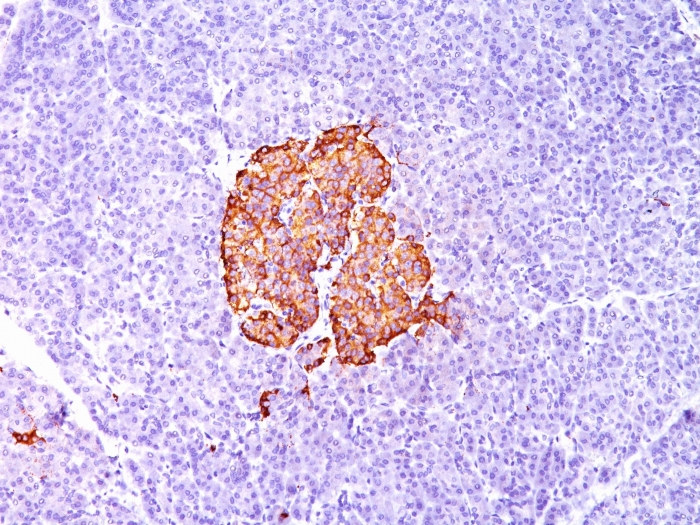 Formalin-fixed,paraffin-embedded human Pancreas stained with Insulin Monoclonal Antibody (SPM139).