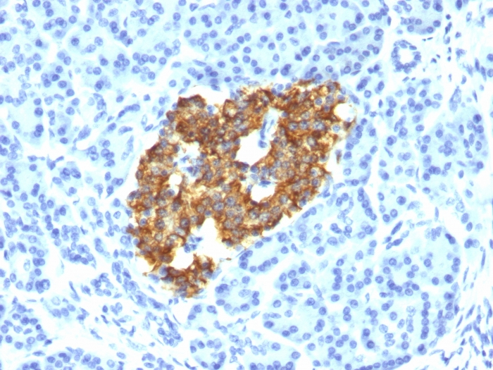 Formalin-fixed,paraffin-embedded human Pancreas stained with Insulin Monoclonal Antibody (IRDN/794).