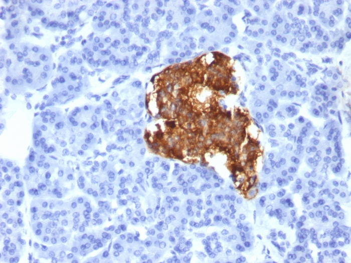 Formalin-fixed,paraffin-embedded human Pancreas stained with Insulin Monoclonal Antibody (IRDN/805).