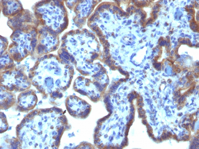 IHC-P analysis of human placenta tissue using GTX34815 MAML3 antibody [MAML3/1303].