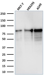 WB analysis of MCF-7, HEK-293, A549 lysates using GTX34818 MCM7 antibody [MCM7/1467].