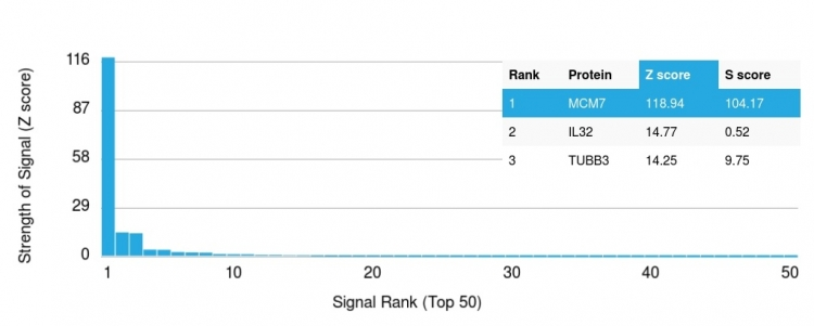 Analysis of Protein Array containing more than 19,000 full-length human proteins using MCM7 Mouse Monoclonal Antibody (MCM7/1469). Z- and S- Score: The Z-score represents the strength of a signal that a monoclonal antibody produces when binding to a particular protein on the HuProtTM array. Z-scores are described in units of standard deviations (SDs) above the mean value of all signals generated on that array. If targets on HuProtTM are arranged in descending order of the Z-score, the S-score is the difference (also in units of SDs) between the Z-score. S-score therefore represents the relative target specificity of a Monoclonal Antibody to its intended target. A Monoclonal Antibody is considered to specific to its intended target if the Monoclonal Antibody has an S-score of at least 2.5. For example, if a Monoclonal Antibody binds to protein X with a Z-score of 43 and to protein Y with a Z-score of 14, then the S-score for the binding of that Monoclonal Antibody to protein X is equal to 29.