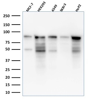 WB analysis of MCF-7, HEK-293, A549, SKBr3, HepG2 lysates using GTX34820 MCM7 antibody [MCM7/1469].