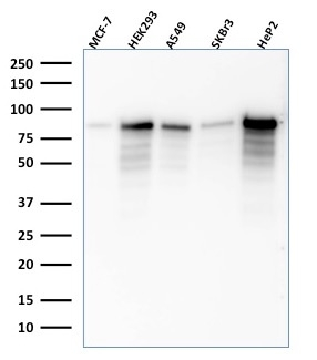 WB analysis of MCF-7, HEK-293, A549, SKBr3, HepG2 lysates using GTX34821 MCM7 antibody [SPM379].