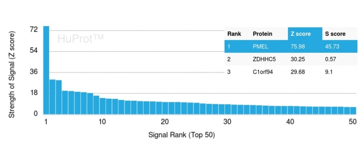 Analysis of Protein Array containing more than 19,000 full-length human proteins using PMEL/gp100 Mouse Monoclonal Antibody (NKI-beteb). Z-. Z- and S- Score: The Z-score represents the strength of a signal that a monoclonal antibody produces when binding to a particular protein on the HuProtTM array. Z-scores are described in units of standard deviations (SDs) above the mean value of all signals generated on that array. If targets on HuProtTM are arranged in descending order of the Z-score, the S-score is the difference (also in units of SDs) between the Z-score. S-score therefore represents the relative target specificity of a Monoclonal Antibody to its intended target. A Monoclonal Antibody is considered to specific to its intended target if the Monoclonal Antibody has an S-score of at least 2.5. For example, if a Monoclonal Antibody binds to protein X with a Z-score of 43 and to protein Y with a Z-score of 14, then the S-score for the binding of that Monoclonal Antibody to protein X is equal to 29.