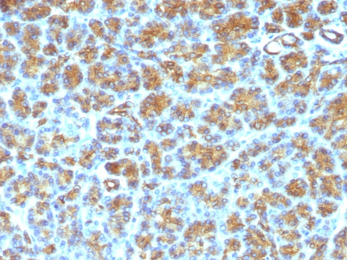 IHC-P analysis of human pancreas tissue using GTX34840 Milk Fat Globule 1 antibody [SPM291].
