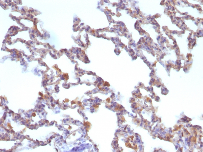 IHC-P analysis of rat lung tissue using GTX34846 Moesin antibody [MSN/491].