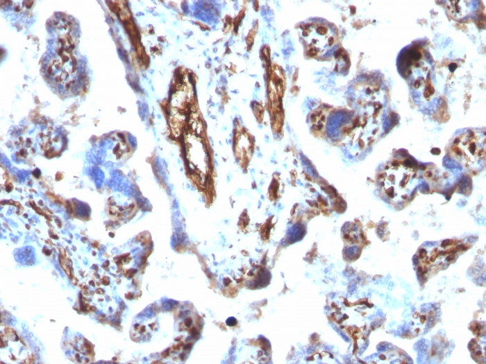 IHC-P analysis of human placenta tissue using GTX34846 Moesin antibody [MSN/491].