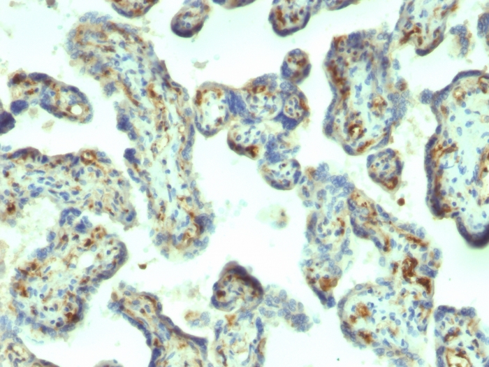 IHC-P analysis of human placenta tissue using GTX34848 Moesin antibody [MSN/492].