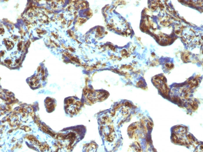 IHC-P analysis of human placenta tissue using GTX34849 Moesin antibody [MSN/493].