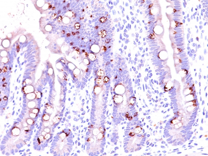IHC-P analysis of human intestine tissue using GTX34864 MUC2 antibody [CCP58].