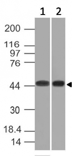 WB analysis of K562 and HEK293 cell lysates using GTX34888 Napsin A antibody [NAPSA/1239].