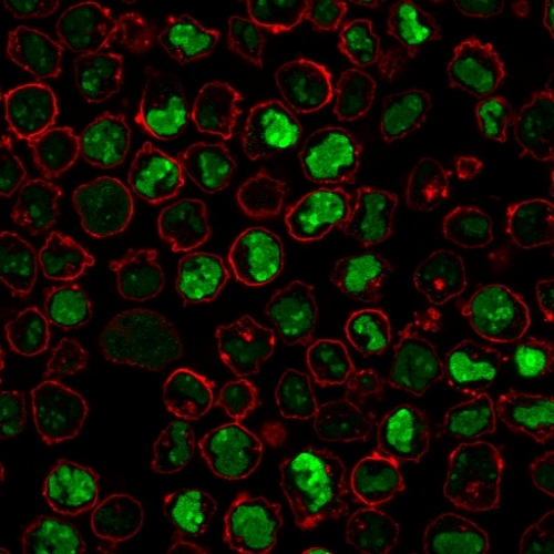 ICC/IF analysis of PFA-fixed K562 cells using GTX34915 Nucleolin antibody [SPM614]. Green : Primary antibody Red : Phalloidin