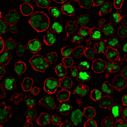 ICC/IF analysis of PFA-fixed K562 cells using GTX34916 Nucleolin antibody [364-5]. Green : Primary antibody Red : Phalloidin