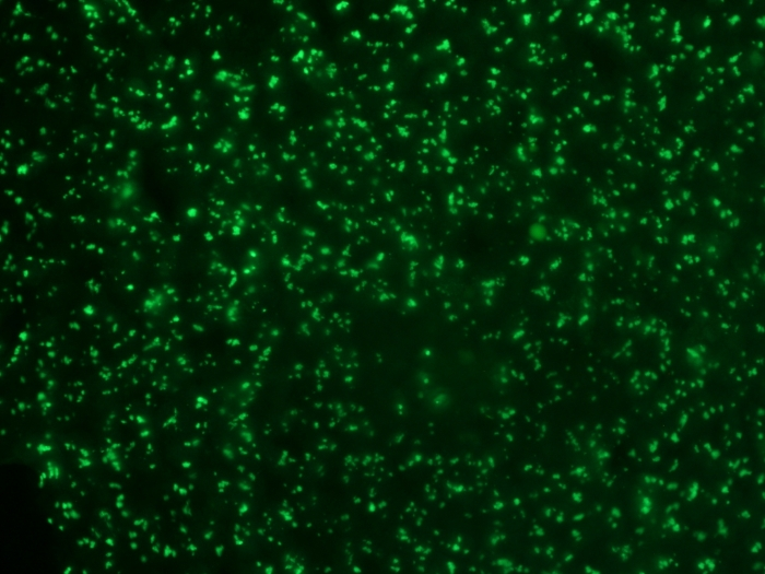 IHC-P analysis of rat kidney tissue using GTX34916 Nucleolin antibody [364-5].