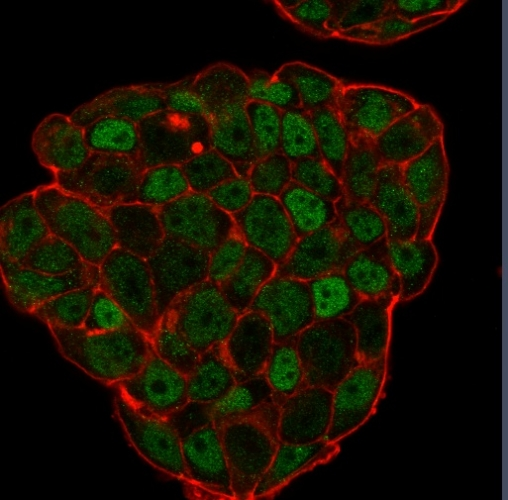 ICC/IF analysis of PFA-fixed MCF-7 cells using GTX34930 p27 Kip1 antibody [KIP1/769]. Green : Primary antibody Red : Phalloidin