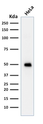 WB analysis of HeLa cell lysate using GTX34935 p53 antibody [TRP/817].