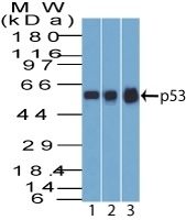 WB analysis of (1) A431, (2) MCF7, and (3) HEK293 lysates using GTX34937 p53 antibody [BP53-12].