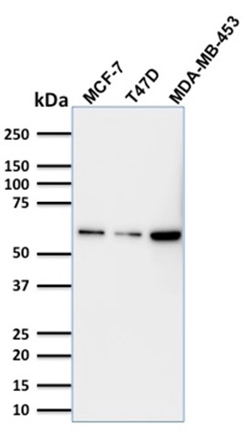 WB analysis of MCF-7, T47D, and MDA-MB453 cell lysates using GTX34944 p63 antibody [TP63/1786].