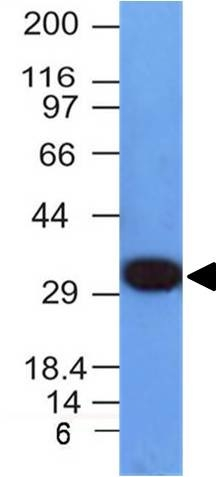 WB analysis of HepG2 cell lysate using GTX34964 PCNA antibody [PCNA/694].